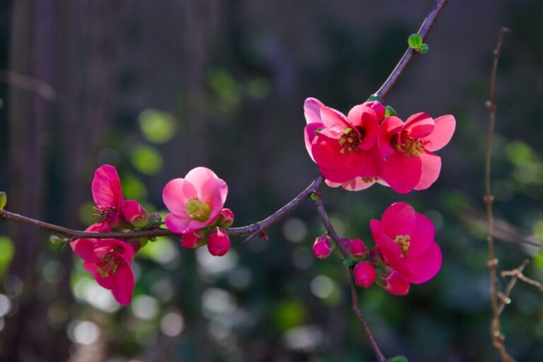 Deep Pink Blossom 768x512