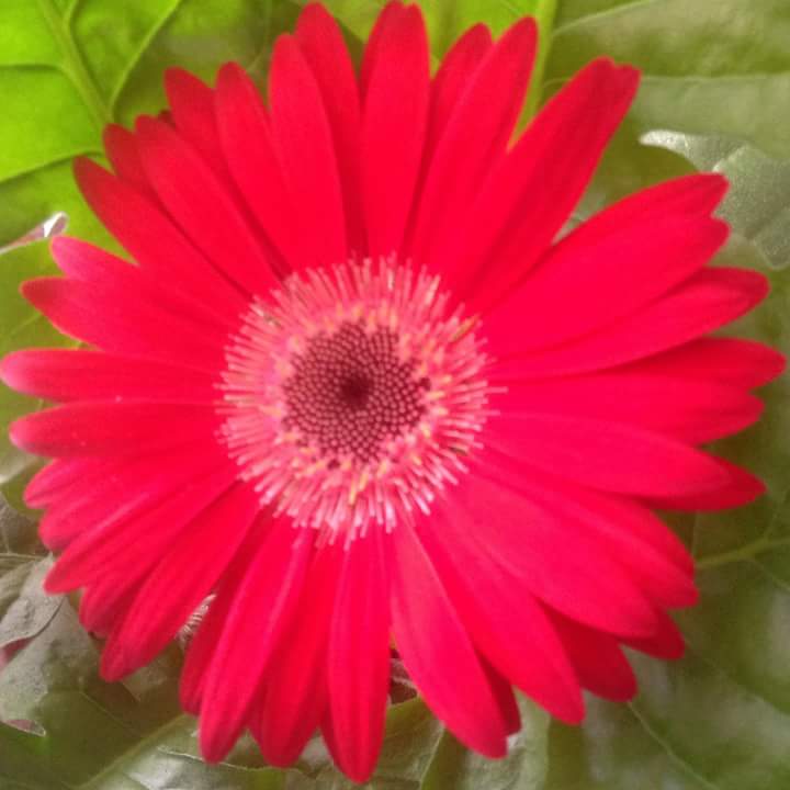 FB IMG 1525796606374