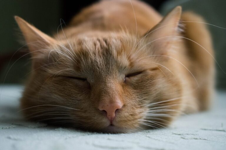 cat relaxing 768x512