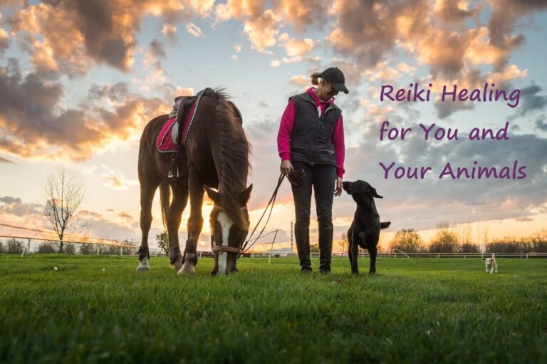 dog horse and person text2 768x511