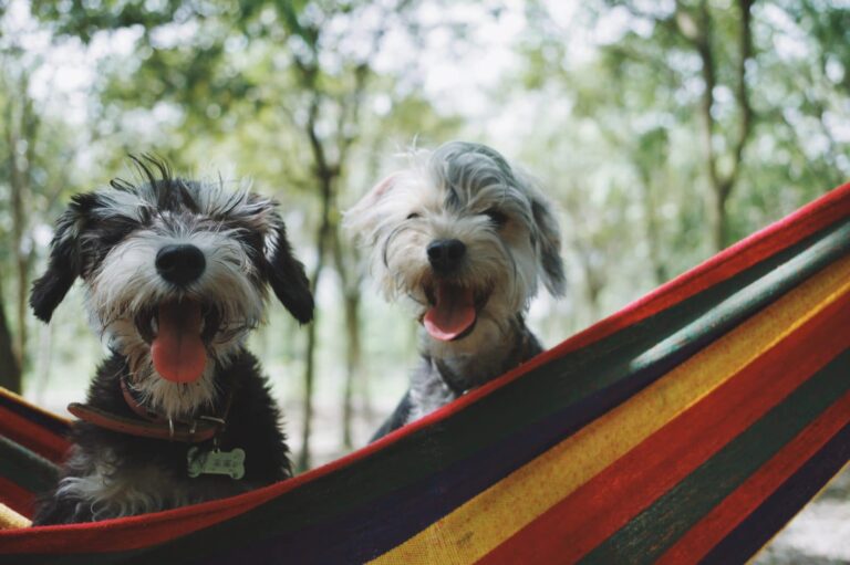 happy dogs 768x511