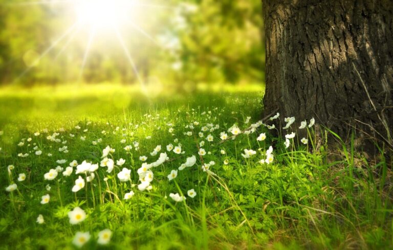spring 276014 1920 768x489