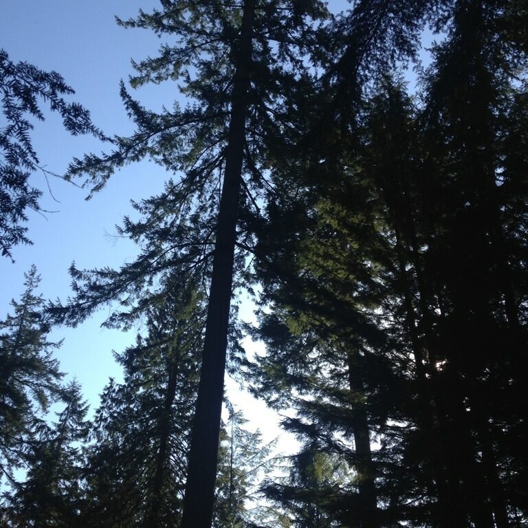 The Cedar Tree, Reiki &#038; Wellbeing