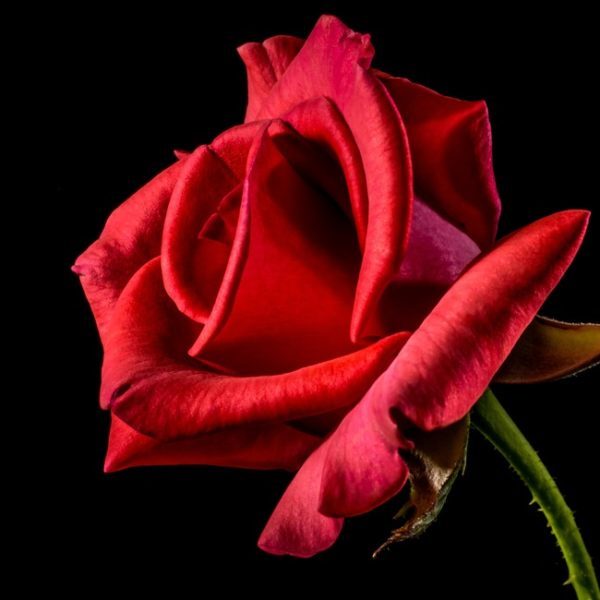 Red Rose Reiki