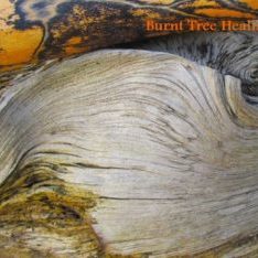 Burnt Tree Healings