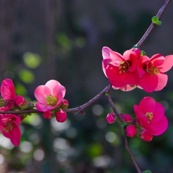 Deep-Pink-Blossom