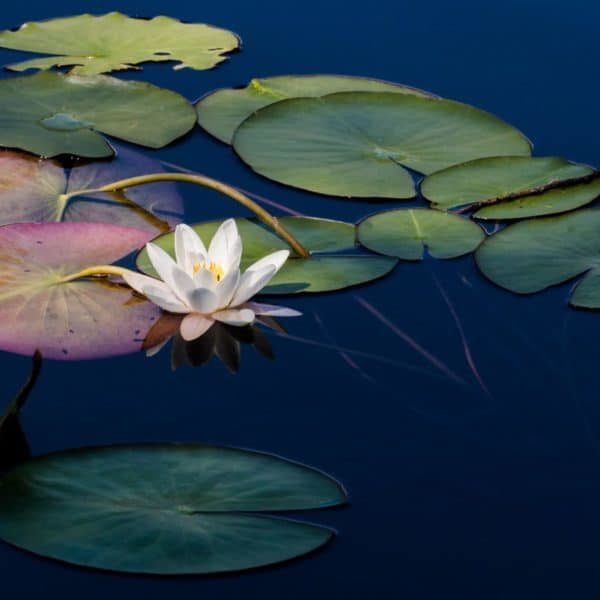 Water lily focus with leafs